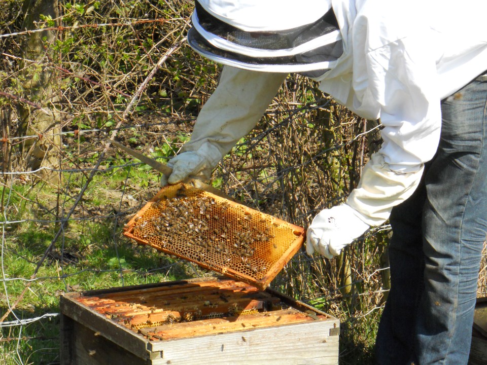honey inspection